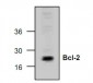 Bcl-2 Antibody